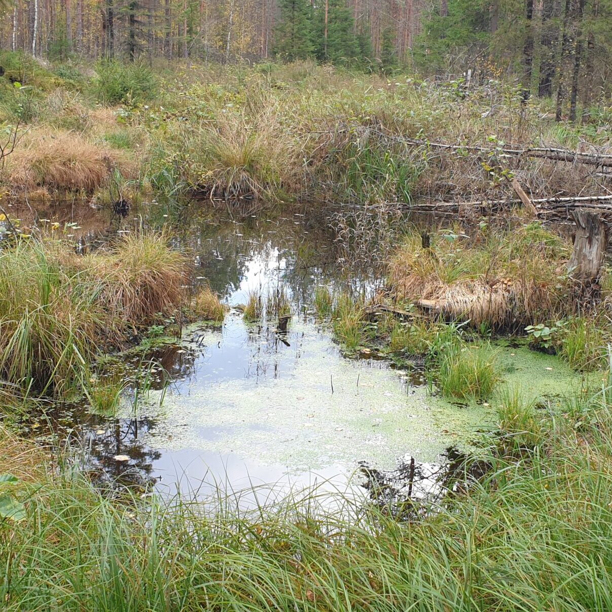 Luontotyyppien opettelua