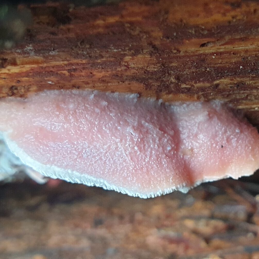 Eliökohtainen peruslajituntemus