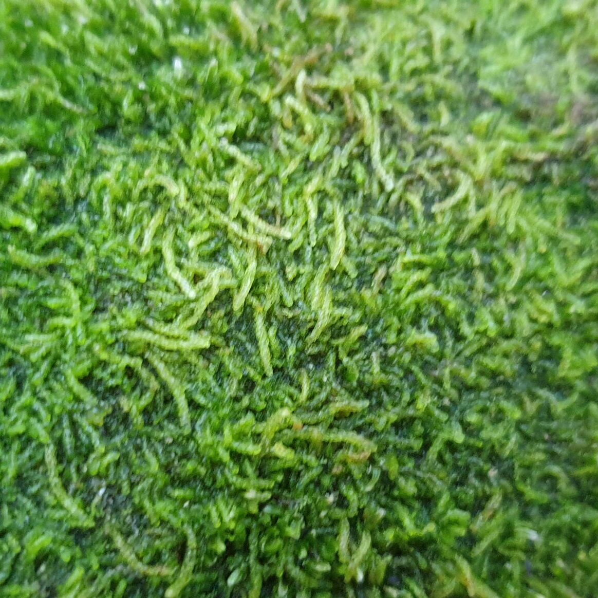 Luontoselvitys: suunnittelu, käsittely ja raportointi