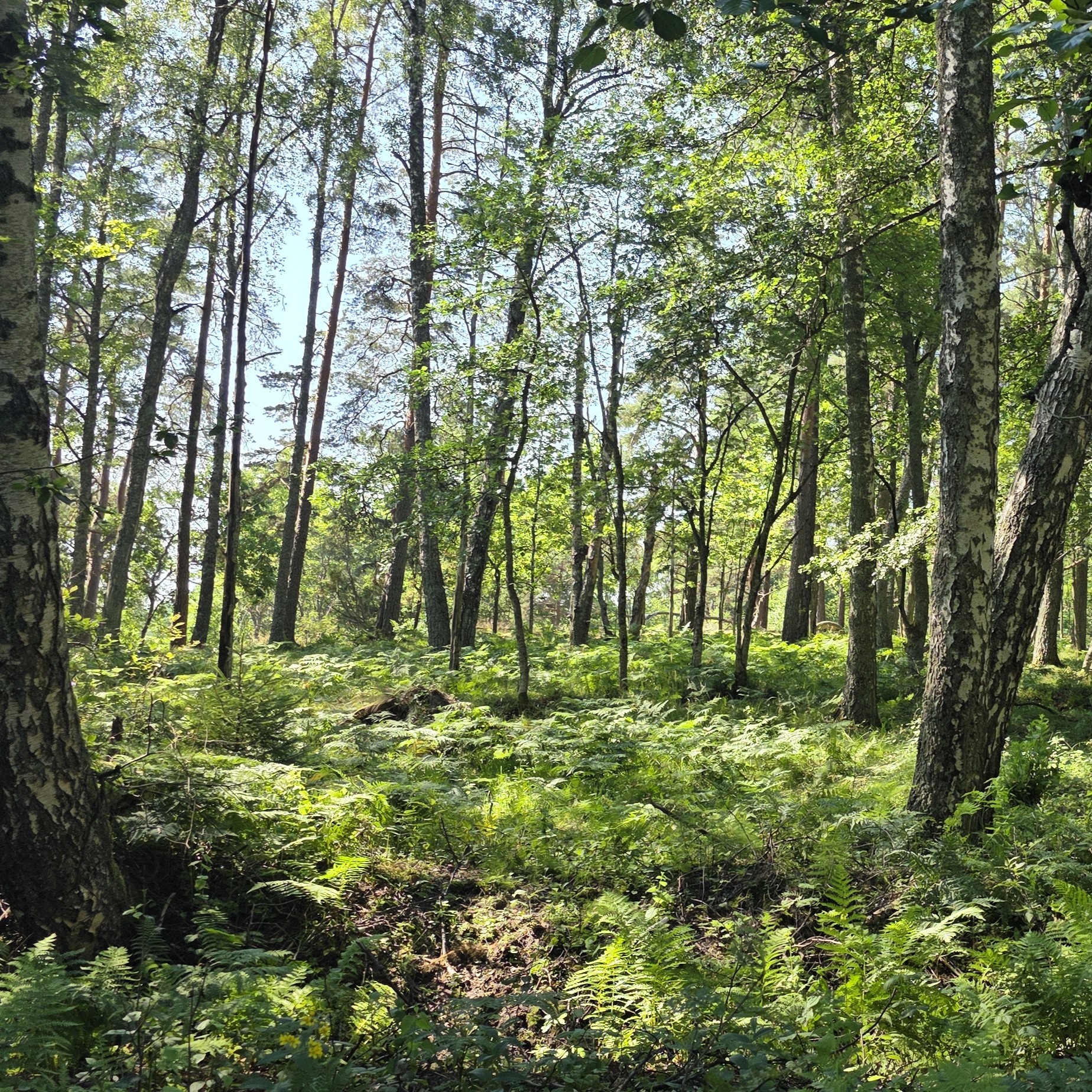 Luontotyyppiselvityksen laatiminen